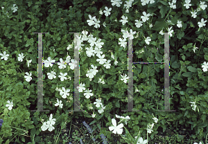 Picture of Viola cornuta 'Alba'