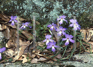 Picture of Viola pedata 