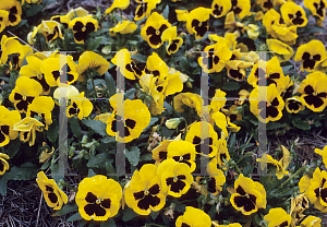 Picture of Viola x wittrockiana 'Accord Banner Yellow Blotch'