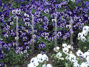 Picture of Viola x wittrockiana 'Baby Bingo Denim'