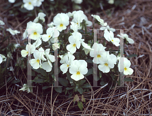 Picture of Viola cornuta 'French Vanilla'