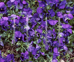 Picture of Viola x wittrockiana 'Maxim Blue'