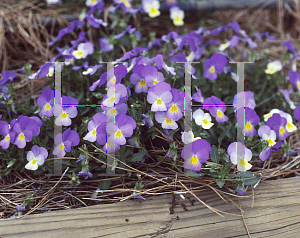 Picture of Viola x wittrockiana 'Alpine Sky'