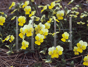 Picture of Viola x wittrockiana 'Alpine Spring'