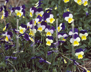 Picture of Viola x wittrockiana 'Alpine Wing'