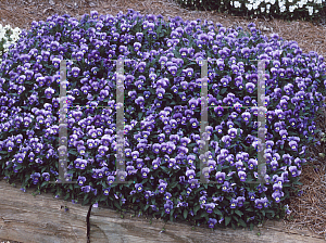 Picture of Viola cornuta 'Jewel Blue with Face'