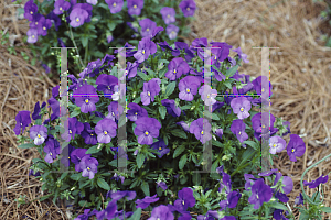 Picture of Viola x wittrockiana 'Penny Blue'