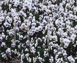 Picture of Viola x wittrockiana 'Penny Orchid Frost'