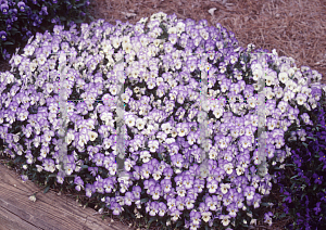 Picture of Viola cornuta 'Sorbet Coconut Swirl'