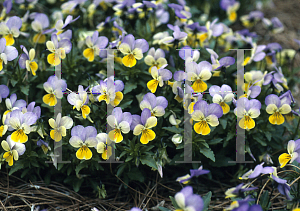 Picture of Viola cornuta 'Sorbet Yellow Frost'