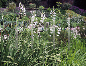 Picture of Watsonia  'Alba'