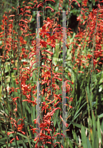 Picture of Watsonia angusta 