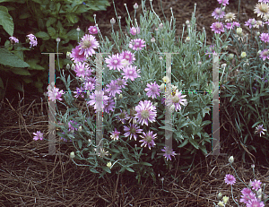 Picture of Xeranthemum cylindraceum 'Lilac Stars'