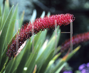 Picture of Xeronema callistemon 