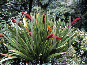 Picture of Xeronema callistemon 