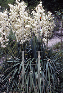 Picture of Yucca glauca 