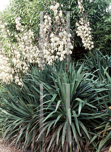 Picture of Yucca gloriosa 