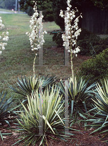 Picture of Yucca filamentosa 'Color Guard'