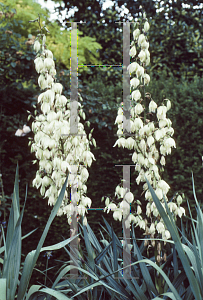 Picture of Yucca recurvifolia 