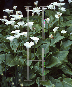 Picture of Zantedeschia aethiopica 