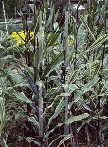 Picture of Zea mays 'Bars & Stripes'