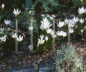 Picture of Zephyranthes candida 