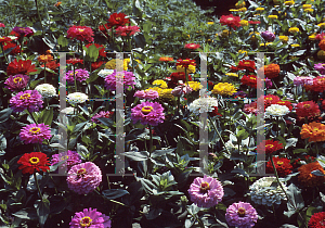 Picture of Zinnia elegans 'Blue Point Mix'