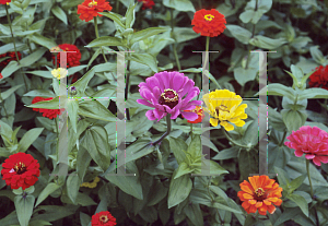 Picture of Zinnia elegans 'Dahlia Flowered Mix'