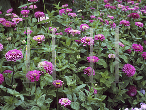 Picture of Zinnia elegans 'Royal Purple'