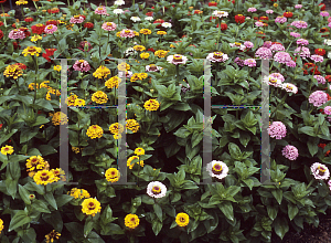 Picture of Zinnia elegans 'Oklahoma Mix'