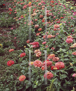 Picture of Zinnia elegans 'Mango'