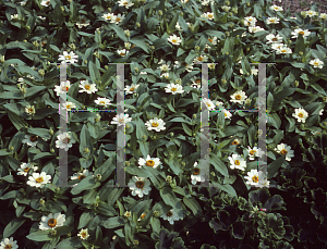 Picture of Zinnia x 'Profusion White'