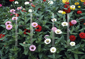 Picture of Zinnia elegans 'Ruffles Mix'