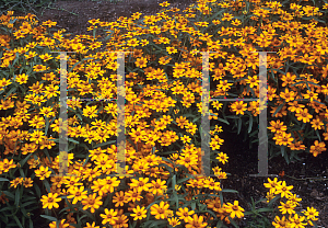 Picture of Zinnia angustifolia 'Crystal Orange'