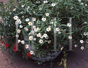 Picture of Zinnia angustifolia 'Crystal White'