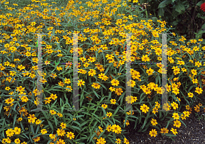 Picture of Zinnia angustifolia 'Classic'