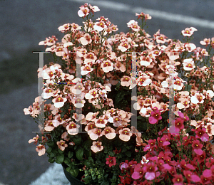 Picture of Diascia x 'Sun Chimes Coral'