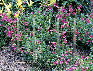 Picture of Diascia x 'Sun Chimes Red'