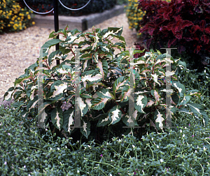 Picture of Graptophyllum pictum 'Tricolor'