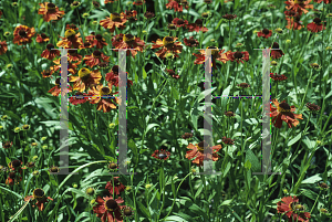 Picture of Helenium  'Moerheim Beauty'