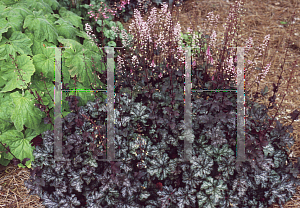 Picture of X Heucherella  'Burnished Bronze'