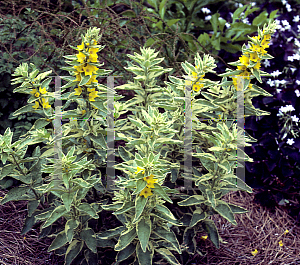 Picture of Lysimachia punctata 'Alexander'