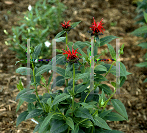 Picture of Monarda didyma 'Jacob Cline'