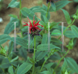 Picture of Monarda didyma 'Jacob Cline'