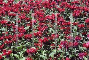 Picture of Monarda didyma 'Jacob Cline'