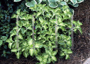 Picture of Plectranthus amboinicus 'Athens Gem'