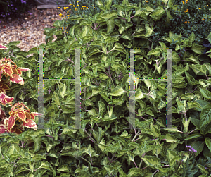 Picture of Plectranthus amboinicus 'Athens Gem'