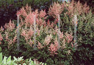 Picture of Astilbe x arendsii 'Rheinland'