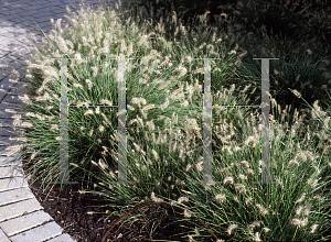 Picture of Pennisetum alopecuroides 'Little Bunny'