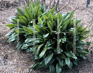 Picture of Rumex sanguineus 